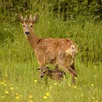 Buy canvas prints of Roe Deer Doe and Kid by Alan Sutton