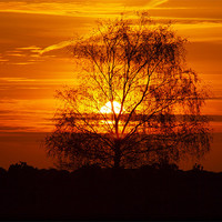 Buy canvas prints of Sping Sunset in the New Forest by Alan Sutton