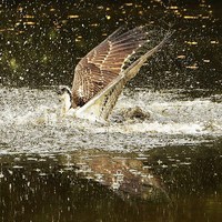 Buy canvas prints of Osprey Fishing by Alan Sutton