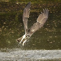 Buy canvas prints of Angelic Winged Osprey by Alan Sutton