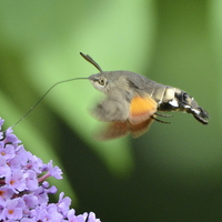 Buy canvas prints of Hummingbird Hawk Moth feeding by Alan Sutton