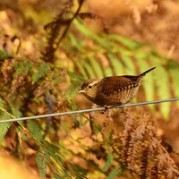 Buy canvas prints of Bird on a wire by Alan Sutton