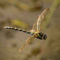 Buy canvas prints of Dragonfly Airbourne ! by Alan Sutton