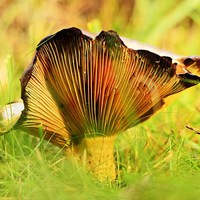 Buy canvas prints of Autumnal Fungi by Alan Sutton