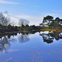 Buy canvas prints of New Forest reflection by Alan Sutton