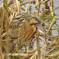 Buy canvas prints of Bittern with Perch by Alan Sutton