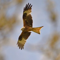 Buy canvas prints of Red Kite soaring by Alan Sutton