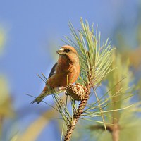 Buy canvas prints of Crossbill by Alan Sutton