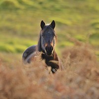 Buy canvas prints of New Forest pony by Alan Sutton