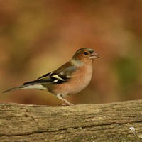 Buy canvas prints of Male Chaffinch by Alan Sutton
