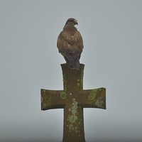 Buy canvas prints of Holy Buzzard by Alan Sutton