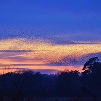 Buy canvas prints of Sunset Starling murmuration by Alan Sutton