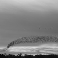 Buy canvas prints of Starling Mrmuration B&W by Alan Sutton