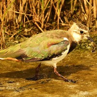Buy canvas prints of Lapwing by Alan Sutton