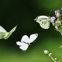 Buy canvas prints of Dance of the butterflies by Alan Sutton