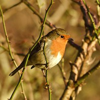 Buy canvas prints of Rocking Robin by Alan Sutton