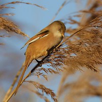 Buy canvas prints of Female Bearded Tit by Alan Sutton
