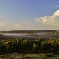 Buy canvas prints of New Forest Misty Morn by Alan Sutton