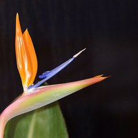 Buy canvas prints of Bird of Paradise flower by Alan Sutton