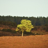 Buy canvas prints of Sun-kissed tree. by Alan Sutton