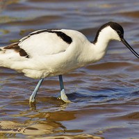 Buy canvas prints of Beautiful Avocet by Alan Sutton