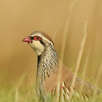 Buy canvas prints of Red Legged Partridge by Alan Sutton