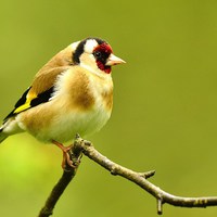 Buy canvas prints of Goldfinch by Alan Sutton