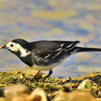 Buy canvas prints of Wagtail breakfast bar by Alan Sutton