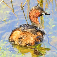 Buy canvas prints of Little Grebe by Alan Sutton