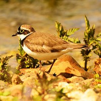 Buy canvas prints of Little Ringed Plover by Alan Sutton