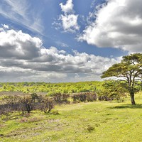 Buy canvas prints of Bratley View , New Forest by Alan Sutton