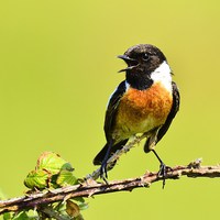 Buy canvas prints of Stonechat (male) by Alan Sutton