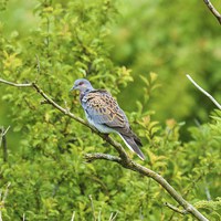 Buy canvas prints of Turtle Dove by Alan Sutton