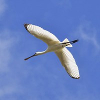 Buy canvas prints of  Hampshire Spoonbill by Alan Sutton