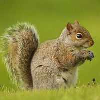Buy canvas prints of  Just a Squirrel by Alan Sutton