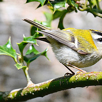 Buy canvas prints of Firecrest in profile by Alan Sutton