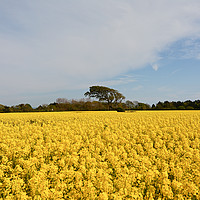 Buy canvas prints of Fields of gold by Alan Sutton