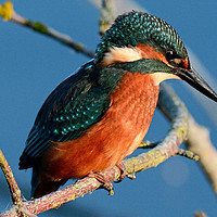 Buy canvas prints of Kingfisher portrait.  by Alan Sutton