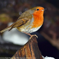 Buy canvas prints of Robin Redbreast by A B