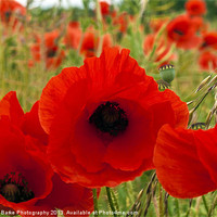 Buy canvas prints of Poppys by A B