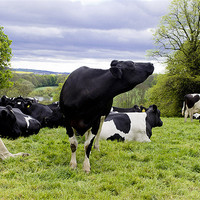 Buy canvas prints of Cattle in a field by A B