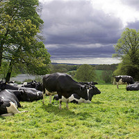 Buy canvas prints of Cattle in a field by A B