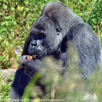 Buy canvas prints of gorilla feeding time by A B