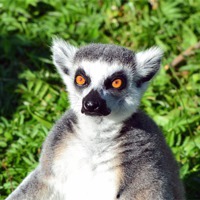 Buy canvas prints of Lemur by A B