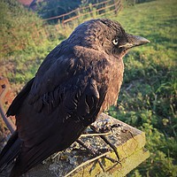 Buy canvas prints of The Lonely Jackdaw Sits on the Fencepost by Ian Lockwood