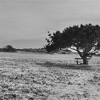 Buy canvas prints of Tree in Cyprus by Louise Theodorou