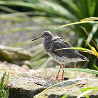 Buy canvas prints of Spotted Redshank by Levente Baroczi