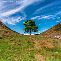 Buy canvas prints of Sycamore Gap by bryan hynd