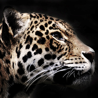 Buy canvas prints of  Jaguar Profile 1 by bryan hynd