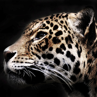 Buy canvas prints of  Jaguar Profile 2 by bryan hynd